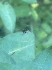 Frontinella pyramitela