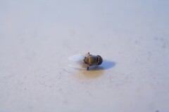Milichiidae