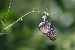 Ideopsis similis