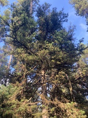 Abies lasiocarpa
