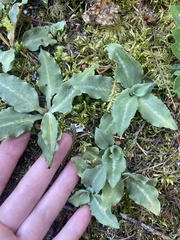 Goodyera oblongifolia