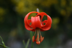 Lilium pomponium