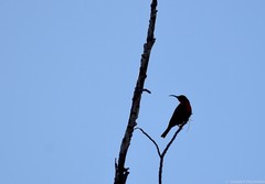 Chalcomitra senegalensis gutturalis