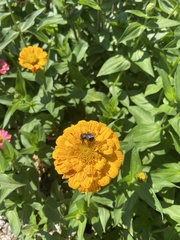 Svastra obliqua obliqua