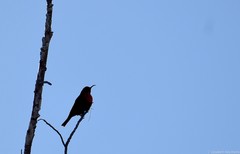 Chalcomitra senegalensis gutturalis