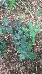 Ilex aquifolium