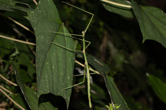 Eurycanthini