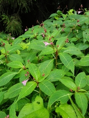 Impatiens devolii