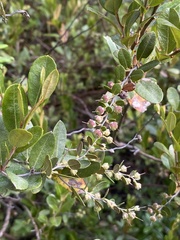 Chamaedaphne calyculata