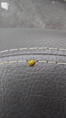 Psyllobora vigintiduopunctata