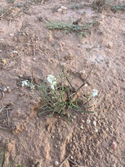 Nerisyrenia linearifolia