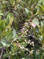 Chamaedaphne calyculata