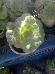 Crassulaceae