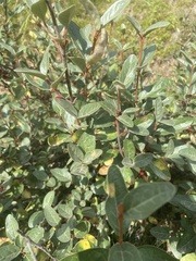 Shepherdia canadensis
