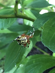 Araneus marmoreus
