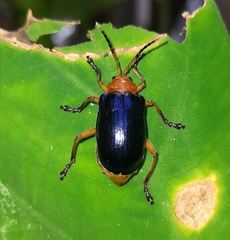 Aplosonyx chalybaeus