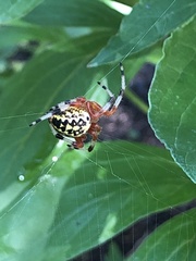 Araneus marmoreus