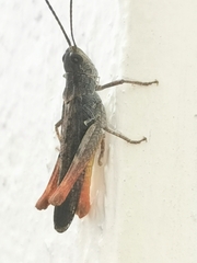 Chorthippus brunneus