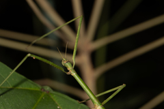Eurycanthini