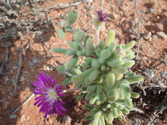 Drosanthemum