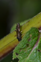 Allantus cinctus