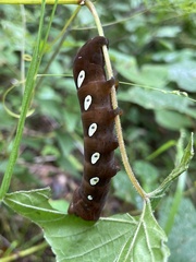 Eumorpha pandorus