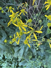 Verbesina alternifolia