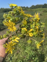 Silphium integrifolium