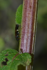 Allantus cinctus