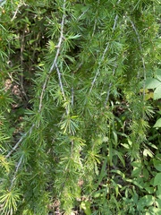 Larix laricina