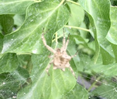 Cyrtophora citricola
