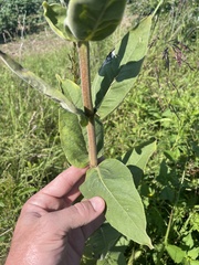 Silphium integrifolium