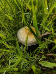 Psilocybe cubensis