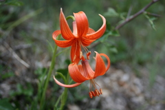 Lilium pomponium