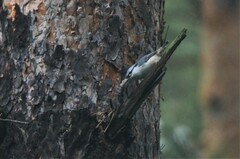 Sitta europaea