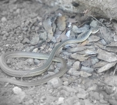 Masticophis bilineatus