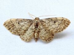 Idaea celtima