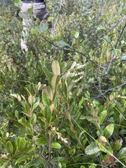 Chamaedaphne calyculata