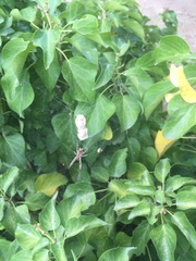 Cyrtophora citricola