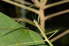 Eurycanthini