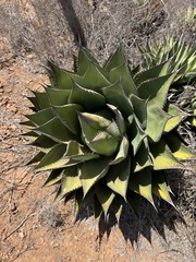 Agave shawii