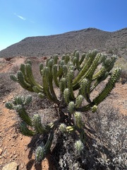 Myrtillocactus cochal