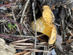 Cantharellus cibarius