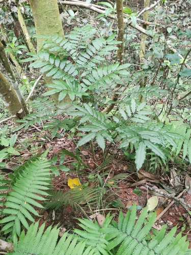 Angiopteris madagascariensis