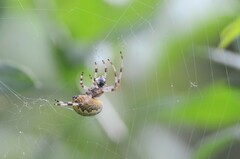Araneus marmoreus
