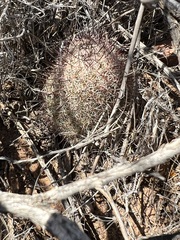 Mammillaria dioica dioica