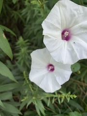 Ipomoea pandurata