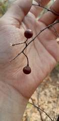 Grewia flavescens