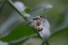 Araneus marmoreus