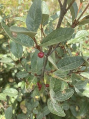 Shepherdia canadensis
